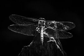 Vagrant darter by Arjan van de Logt