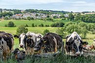 Vaches curieuses dans le sud du Limbourg par John Kreukniet Aperçu