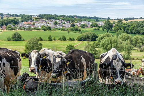 Vaches curieuses dans le sud du Limbourg