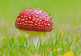 Op een grote Paddenstoel... von Caroline Lichthart