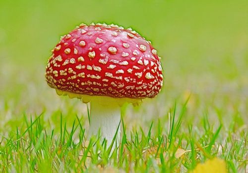 Op een grote Paddenstoel...