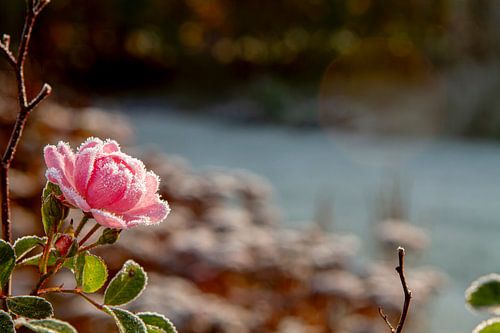 roze roos met bevroren vorst