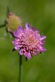 Fleur de la knautia des champs (Knautia arvensi)
