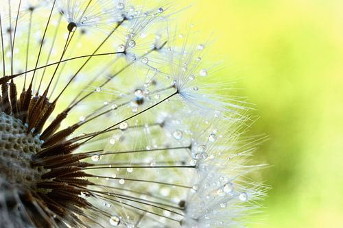 Dandelion with water drops