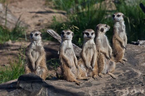 Many meerkats gathered a meeting. Cute African animals meerkats (Timon) look attentively and curious