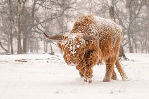 Schottischer Highlander im Schnee.
