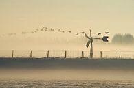 Geese flying above a misty polder. by Gert van Santen thumbnail