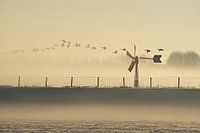 Geese flying above a misty polder.
