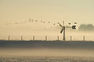 Gänse über einem nebligen Polder. von Gert van Santen