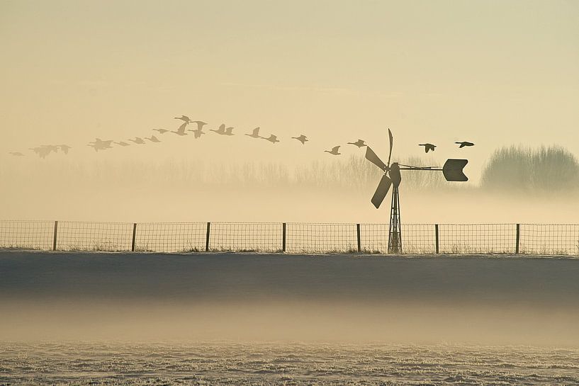 Geese flying above a misty polder. by Gert van Santen