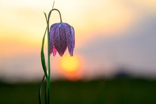 Kievitsbloem close-up in een weiland tijdens zonsondergang