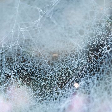 Abstraktes Spinnennetz.