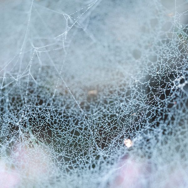 Abstrait Toile d'araignée. par Alie Ekkelenkamp