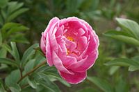 Peony