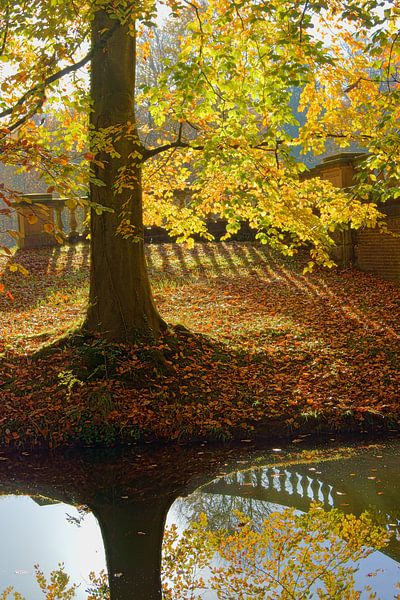 Beuk in herfstkleuren van Michel van Kooten