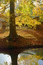 Beuk in herfstkleuren van Michel van Kooten thumbnail