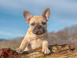 French Bulldog puppy portrait by Katho Menden