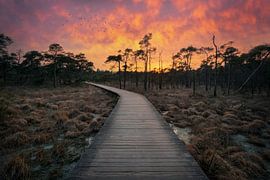 Vlonderpad Twickel by Martin Podt