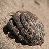 Tannenzapfen im Sand von Jan Klijn