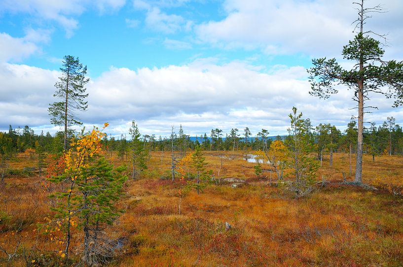 Fulufjället National Park by Karin Jähne