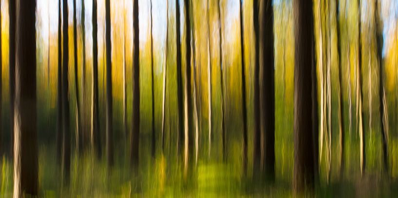 ein Wald von Lex Scholten