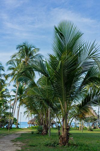 Palm fans with footpath to the ocean