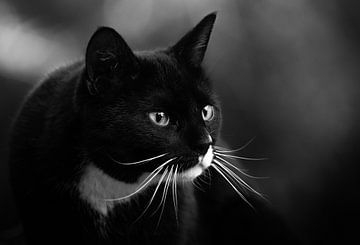 Zwarte kat van Aline Nijland