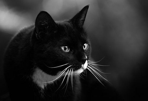 Black cat