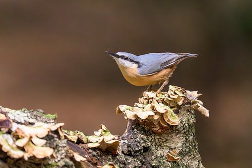 Nuthatch