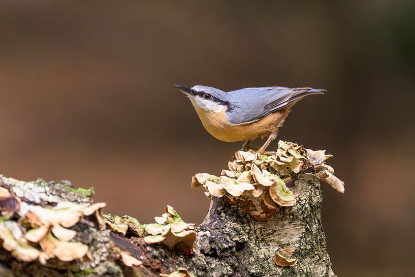 Nuthatch by Adriaan Westra