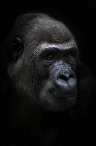 De kalme vrouwelijke antropoïde gorilla kijkt kalm in de verte, portret zwarte achtergrond