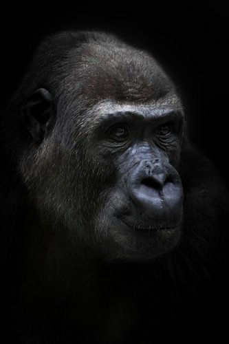 De kalme vrouwelijke antropoïde gorilla kijkt kalm in de verte, portret zwarte achtergrond