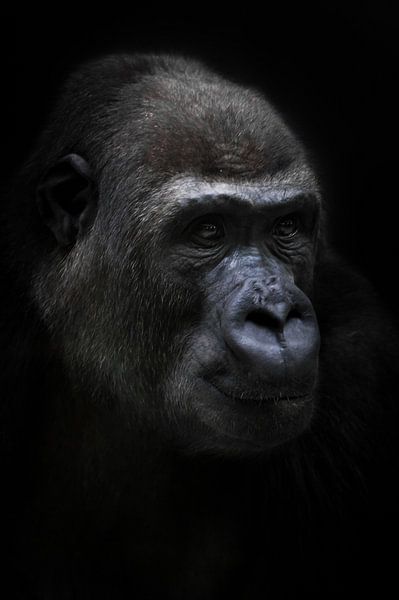 Calm female anthropoid gorilla calmly looks into the distance, portrait black background by Michael Semenov