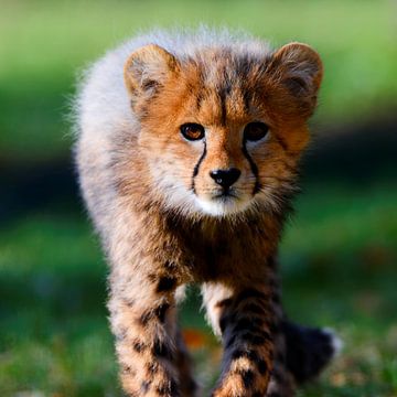 Kleine Katze von Ken Kühlbrandt