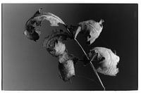 Botanisches Porträt #7