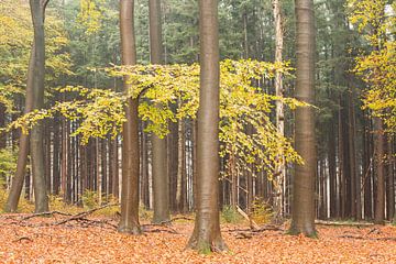 Forêt d'automne sur la crête de la colline d'Utrecht sur Peter Haastrecht, van