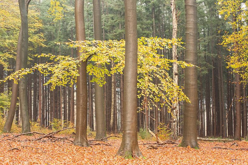 Autumn forest on the Utrecht Hill Ridge by Peter Haastrecht, van