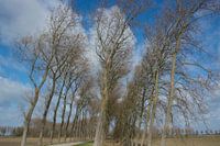Bomenrij Noord beveland