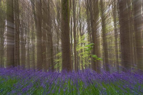 Interprétation artistique de la fête de la jacinthe des bois Hallerbos, Belgique