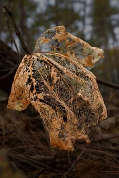 Transitivität von Peter Bartelings