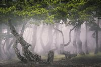 Het mystieke woud