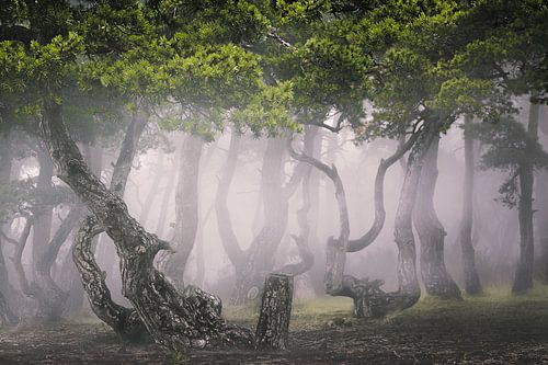 The mystical forest