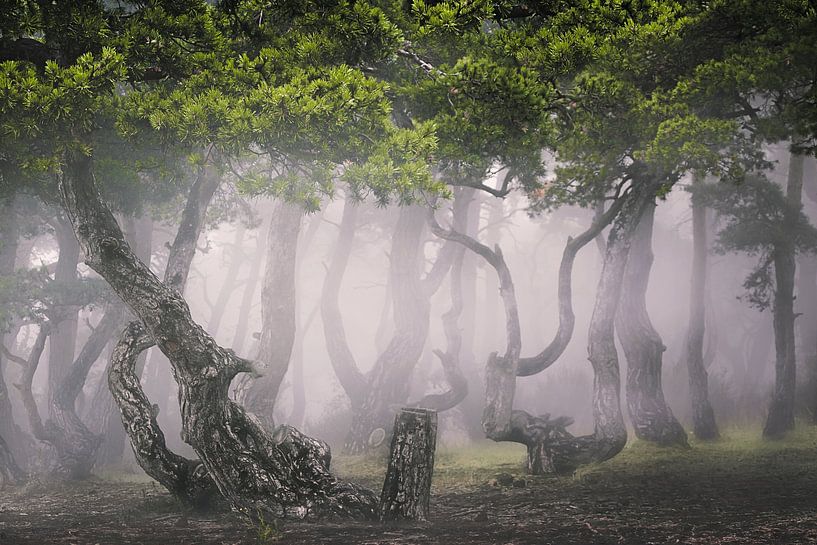 Het mystieke woud van Ben De Winter