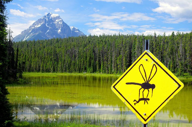OB die Mücken wirklich so groß sind? von Reinhard  Pantke