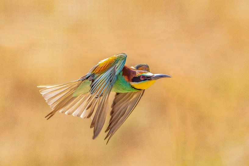 Mangeur d'abeilles, Merops apiaster. par Gert Hilbink