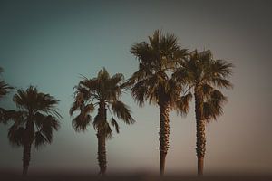Palmen in der Abendsonne von Roel Timmermans