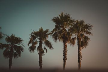 Palmbomen in de avondzon van Roel Timmermans