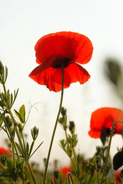 Corn poppy by Dieter Ludorf