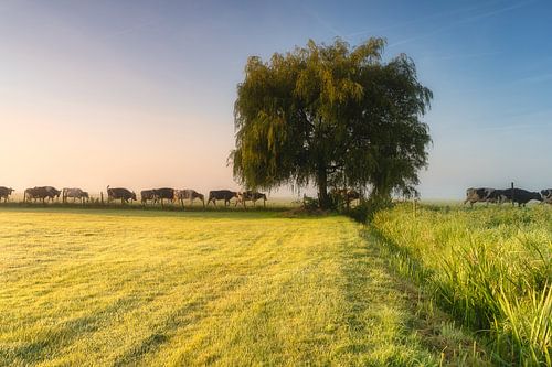 Koeien op een rijtje