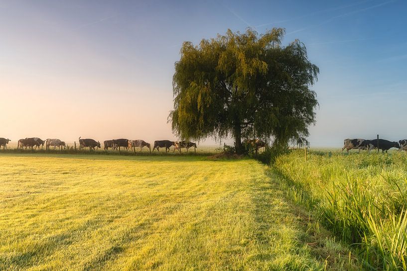 Cows in a row by Björn van den Berg